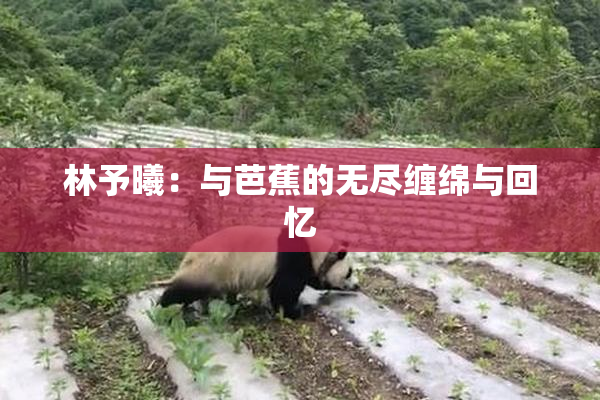 林予曦：与芭蕉的无尽缠绵与回忆
