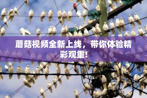 蘑菇视频全新上线，带你体验精彩观重!