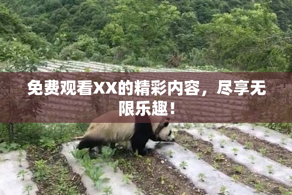 免费观看XX的精彩内容，尽享无限乐趣！