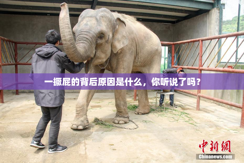 一撅屁的背后原因是什么，你听说了吗？