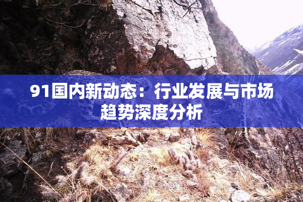 91国内新动态：行业发展与市场趋势深度分析