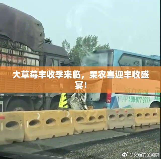 大草莓丰收季来临，果农喜迎丰收盛宴！