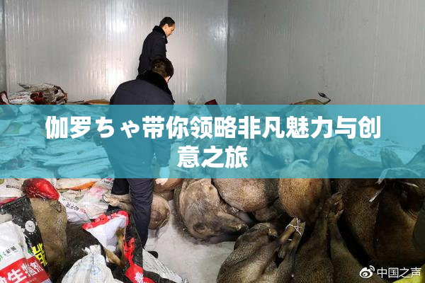 伽罗ちゃ带你领略非凡魅力与创意之旅