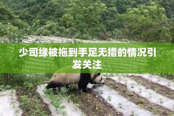 少司缘被拖到手足无措的情况引发关注