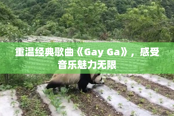 重温经典歌曲《Gay Ga》，感受音乐魅力无限