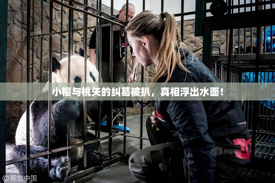 小樱与桃矢的纠葛被扒，真相浮出水面！