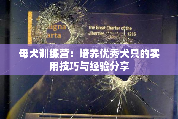 母犬训练营：培养优秀犬只的实用技巧与经验分享