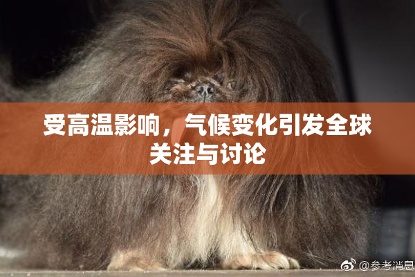 受高温影响，气候变化引发全球关注与讨论