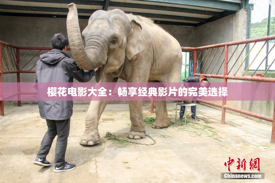 樱花电影大全：畅享经典影片的完美选择