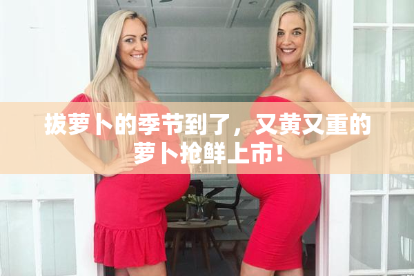 拔萝卜的季节到了，又黄又重的萝卜抢鲜上市！