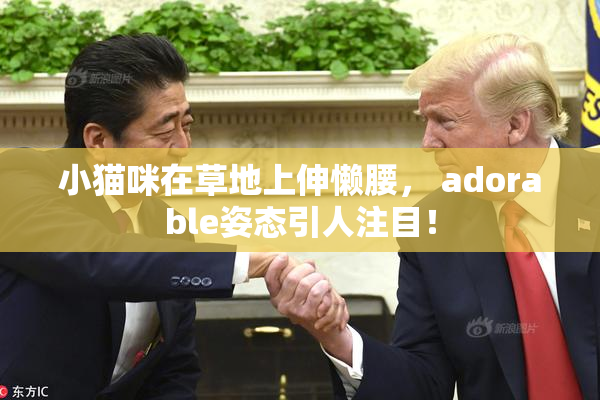 小猫咪在草地上伸懒腰， adorable姿态引人注目！