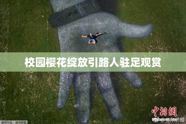 校园樱花绽放引路人驻足观赏