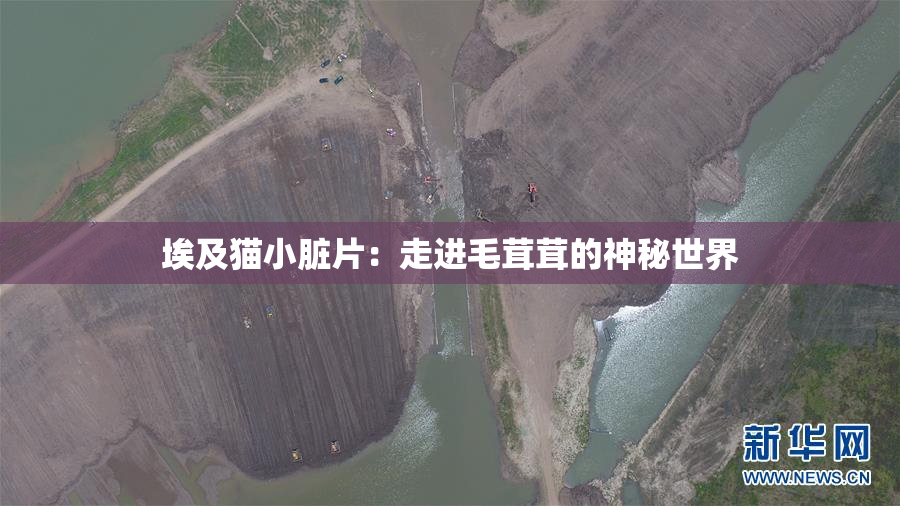 埃及猫小脏片：走进毛茸茸的神秘世界
