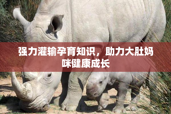强力灌输孕育知识，助力大肚妈咪健康成长