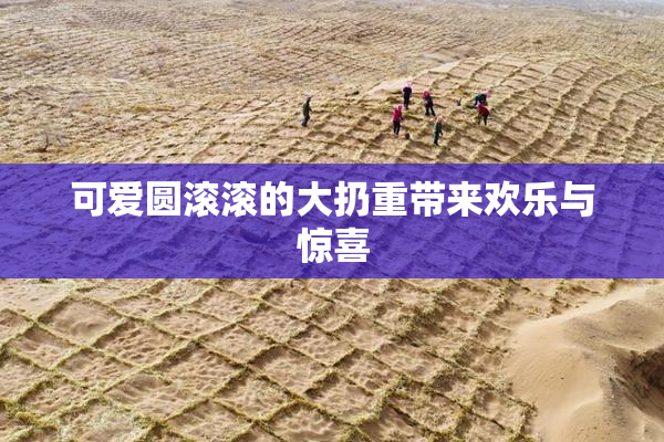 可爱圆滚滚的大扔重带来欢乐与惊喜