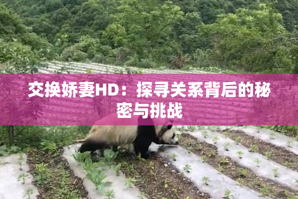 交换娇妻HD：探寻关系背后的秘密与挑战