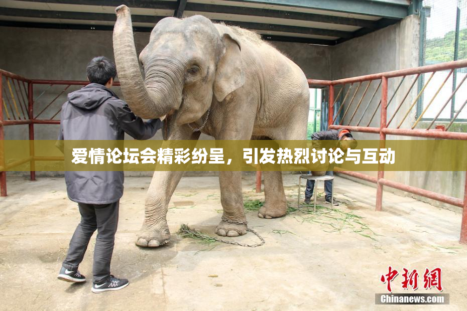 爱情论坛会精彩纷呈，引发热烈讨论与互动