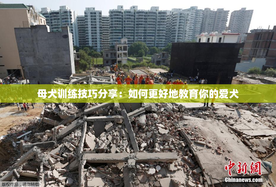 母犬训练技巧分享：如何更好地教育你的爱犬