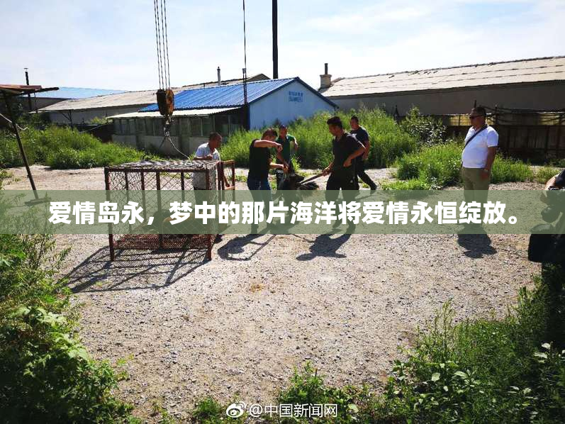 爱情岛永，梦中的那片海洋将爱情永恒绽放。