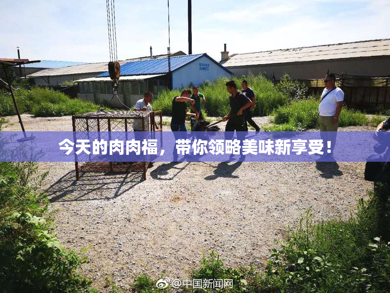 今天的肉肉福，带你领略美味新享受！