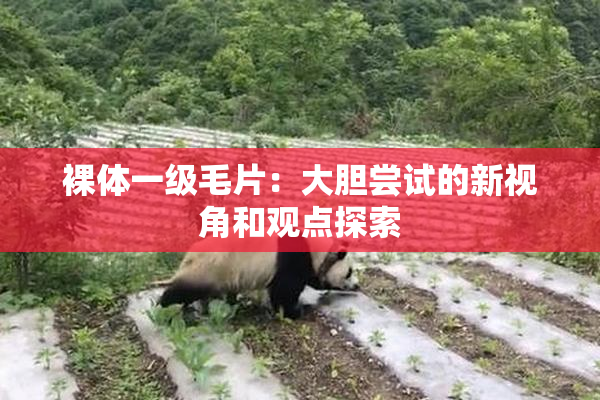 裸体一级毛片：大胆尝试的新视角和观点探索