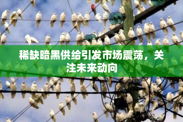 稀缺暗黑供给引发市场震荡，关注未来动向
