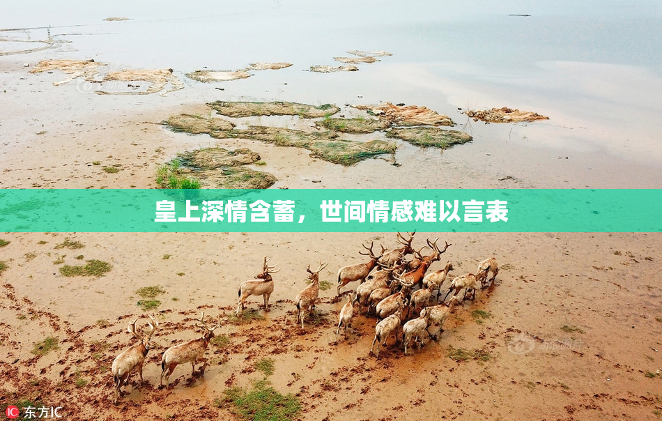 皇上深情含蓄，世间情感难以言表