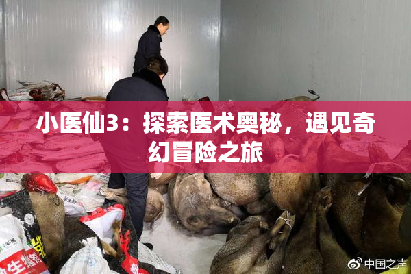 小医仙3：探索医术奥秘，遇见奇幻冒险之旅