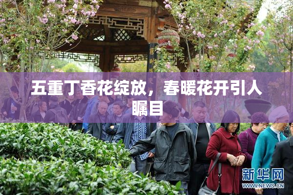 五重丁香花绽放，春暖花开引人瞩目