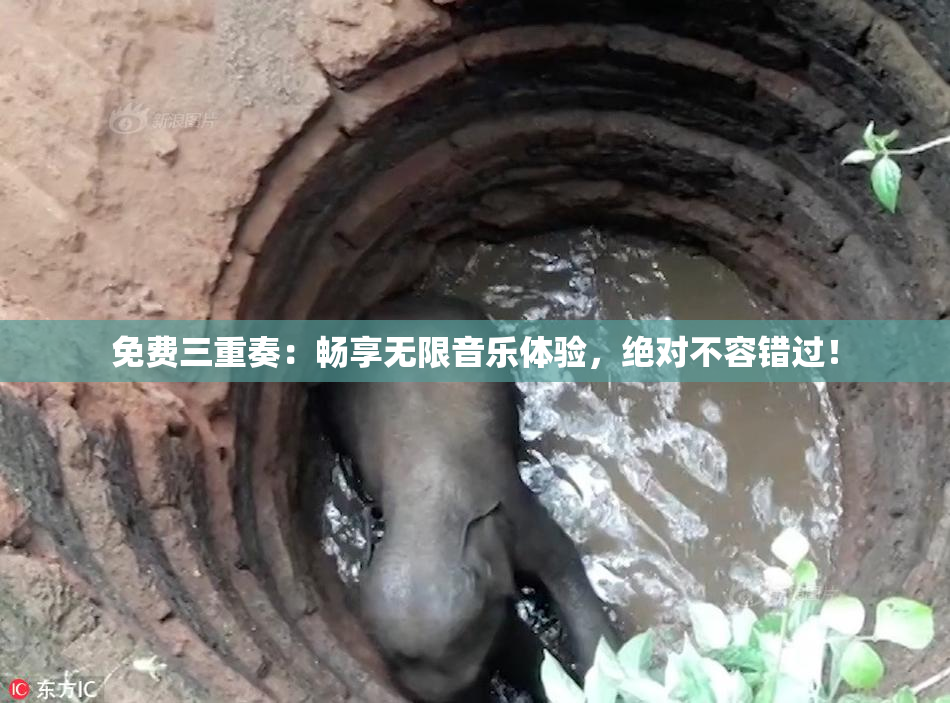 免费三重奏：畅享无限音乐体验，绝对不容错过！