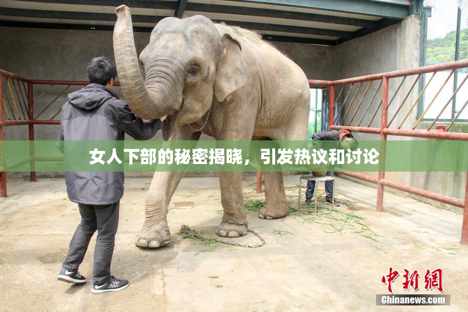 女人下部的秘密揭晓，引发热议和讨论