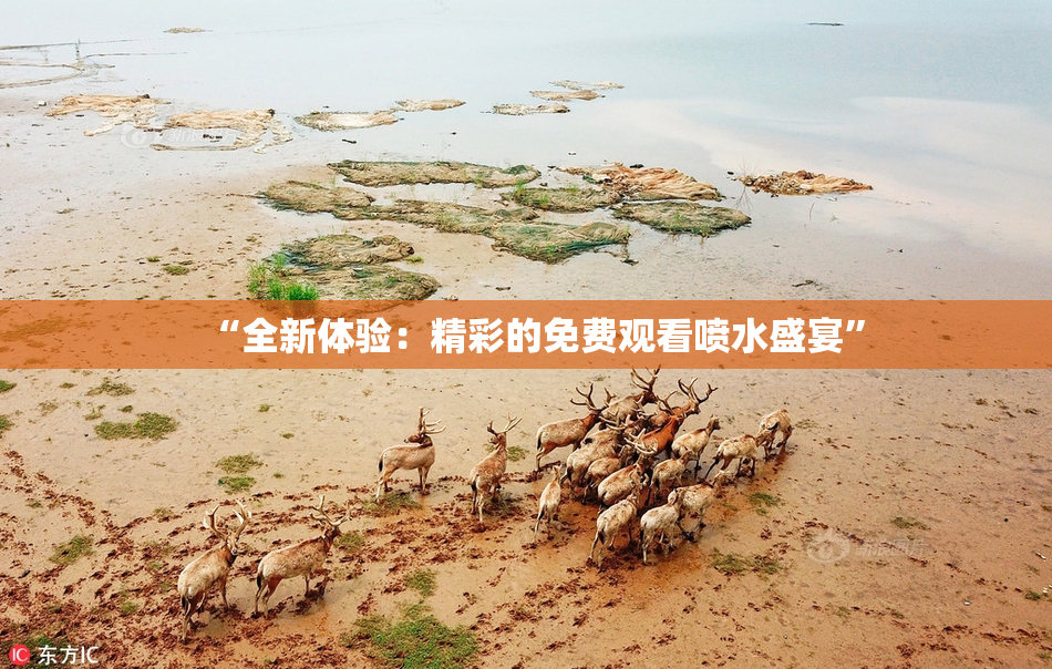 “全新体验：精彩的免费观看喷水盛宴”