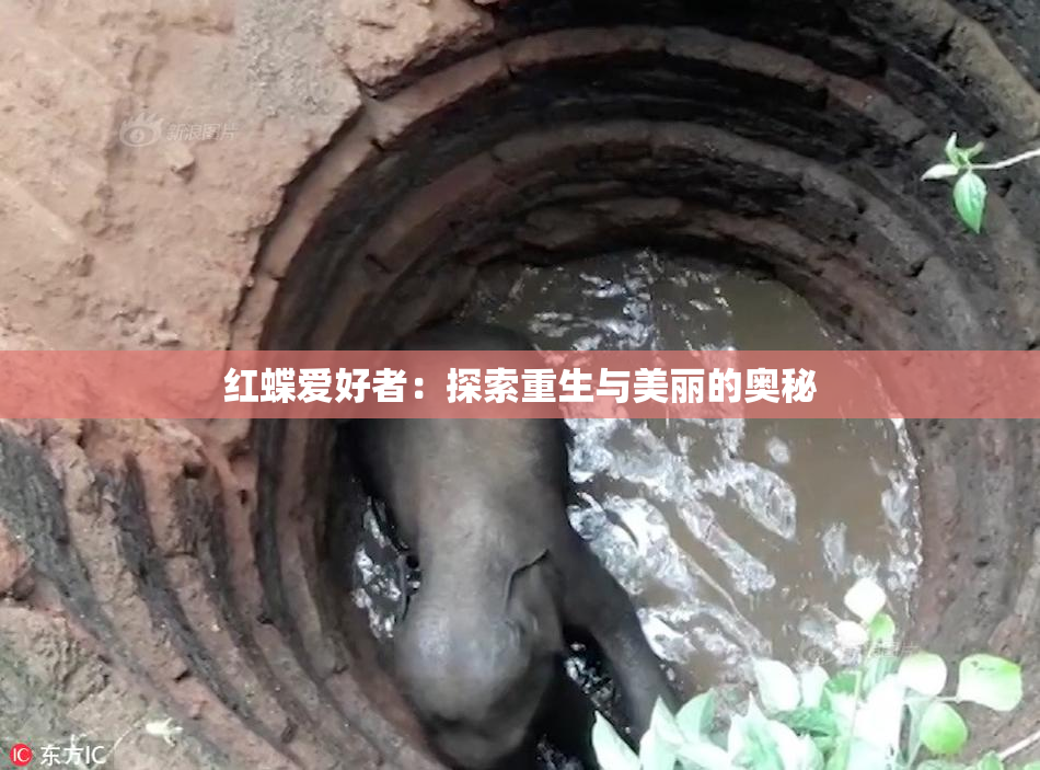 红蝶爱好者：探索重生与美丽的奥秘