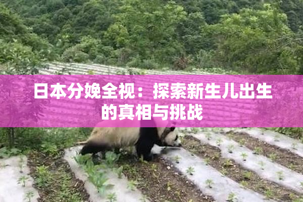 日本分娩全视：探索新生儿出生的真相与挑战
