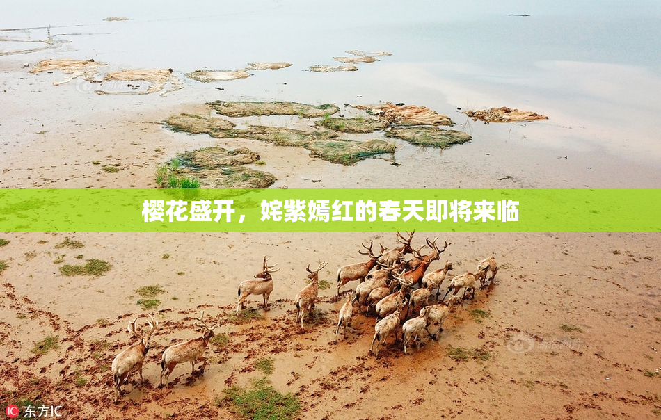 樱花盛开，姹紫嫣红的春天即将来临