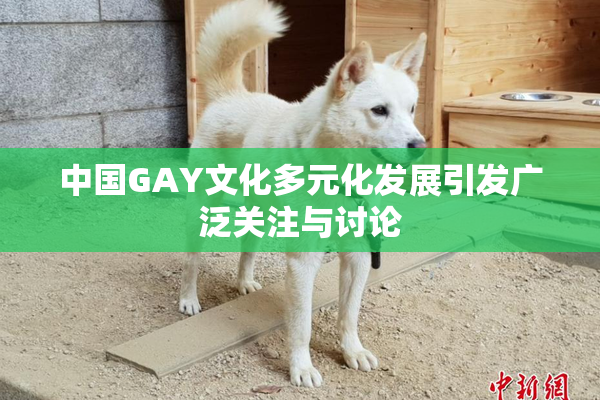 中国GAY文化多元化发展引发广泛关注与讨论