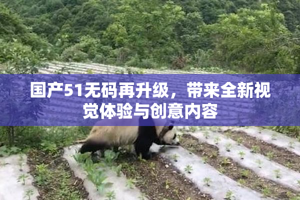 国产51无码再升级，带来全新视觉体验与创意内容