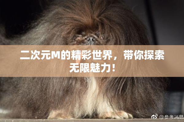 二次元M的精彩世界，带你探索无限魅力！