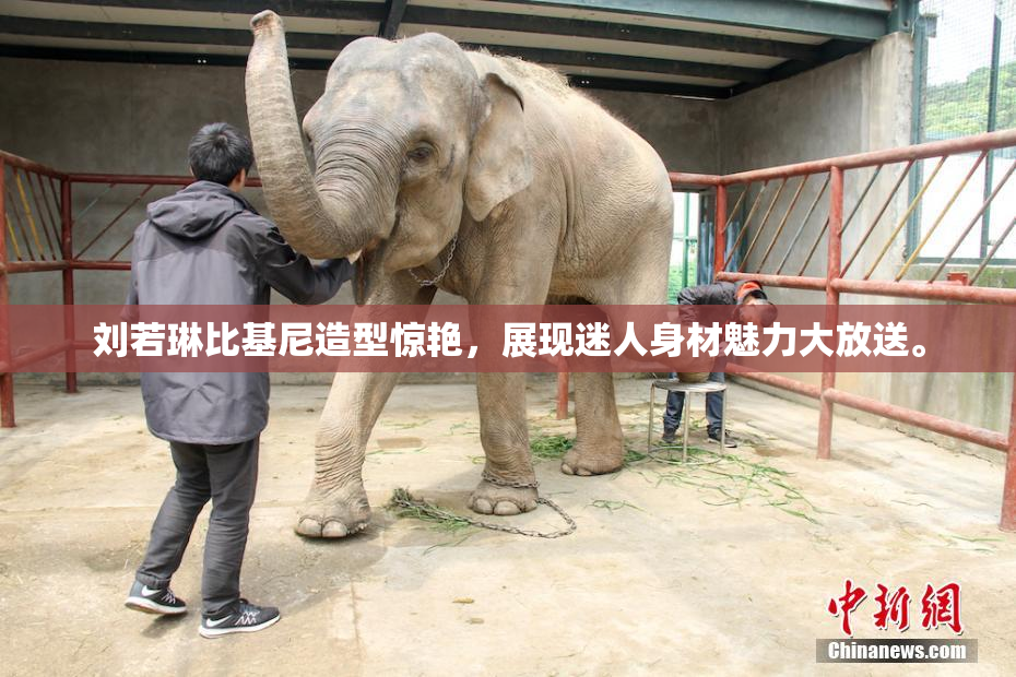 刘若琳比基尼造型惊艳，展现迷人身材魅力大放送。