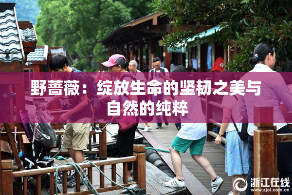野蔷薇：绽放生命的坚韧之美与自然的纯粹