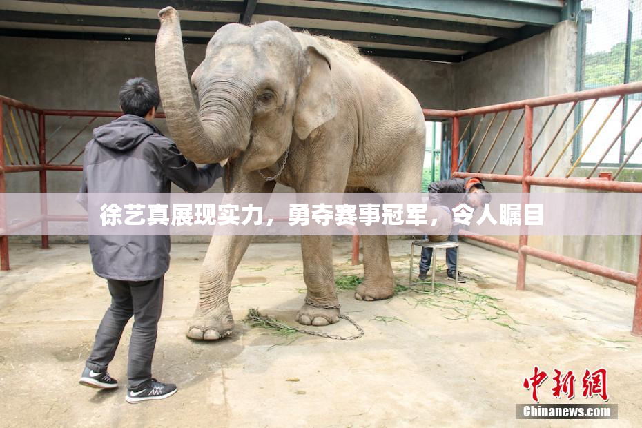 徐艺真展现实力，勇夺赛事冠军，令人瞩目