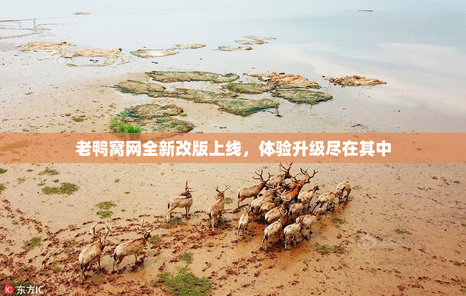 老鸭窝网全新改版上线，体验升级尽在其中