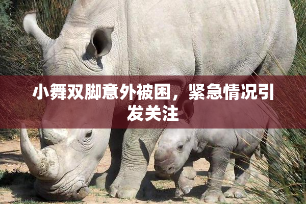 小舞双脚意外被困，紧急情况引发关注