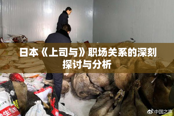 日本《上司与》职场关系的深刻探讨与分析