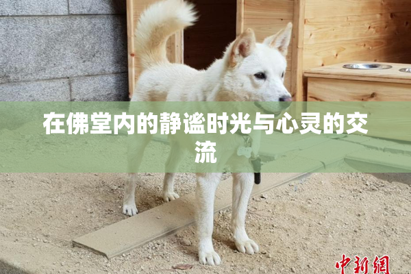 在佛堂内的静谧时光与心灵的交流