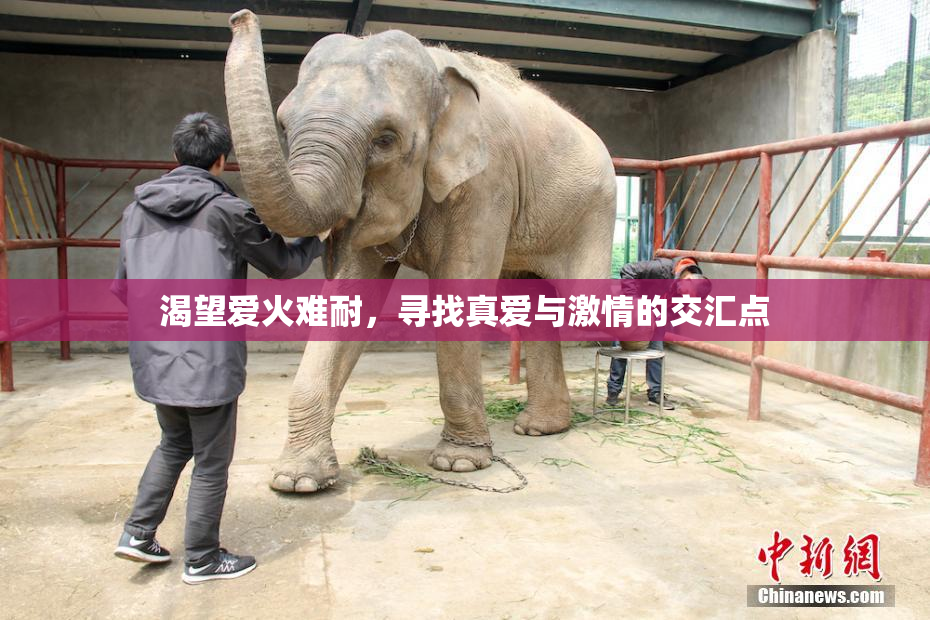 渴望爱火难耐，寻找真爱与激情的交汇点