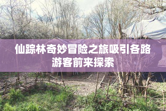 仙踪林奇妙冒险之旅吸引各路游客前来探索