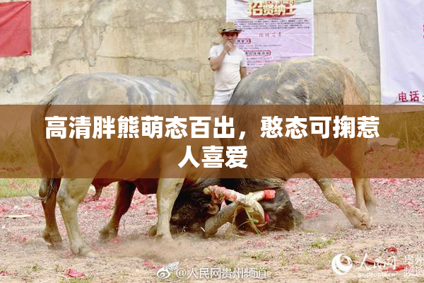 高清胖熊萌态百出，憨态可掬惹人喜爱
