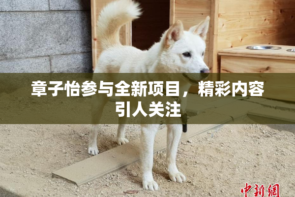 章子怡参与全新项目，精彩内容引人关注