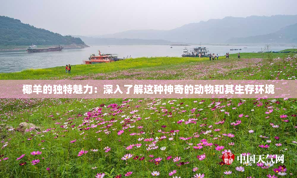 椰羊的独特魅力：深入了解这种神奇的动物和其生存环境